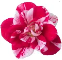 1000332_1.webp