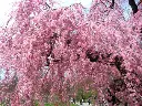 1106131_1.webp