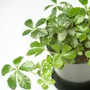 220670_1.webp