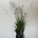 M_c16b08ac-72d9-48f1-bf67-3c13fd99a43d.webp
