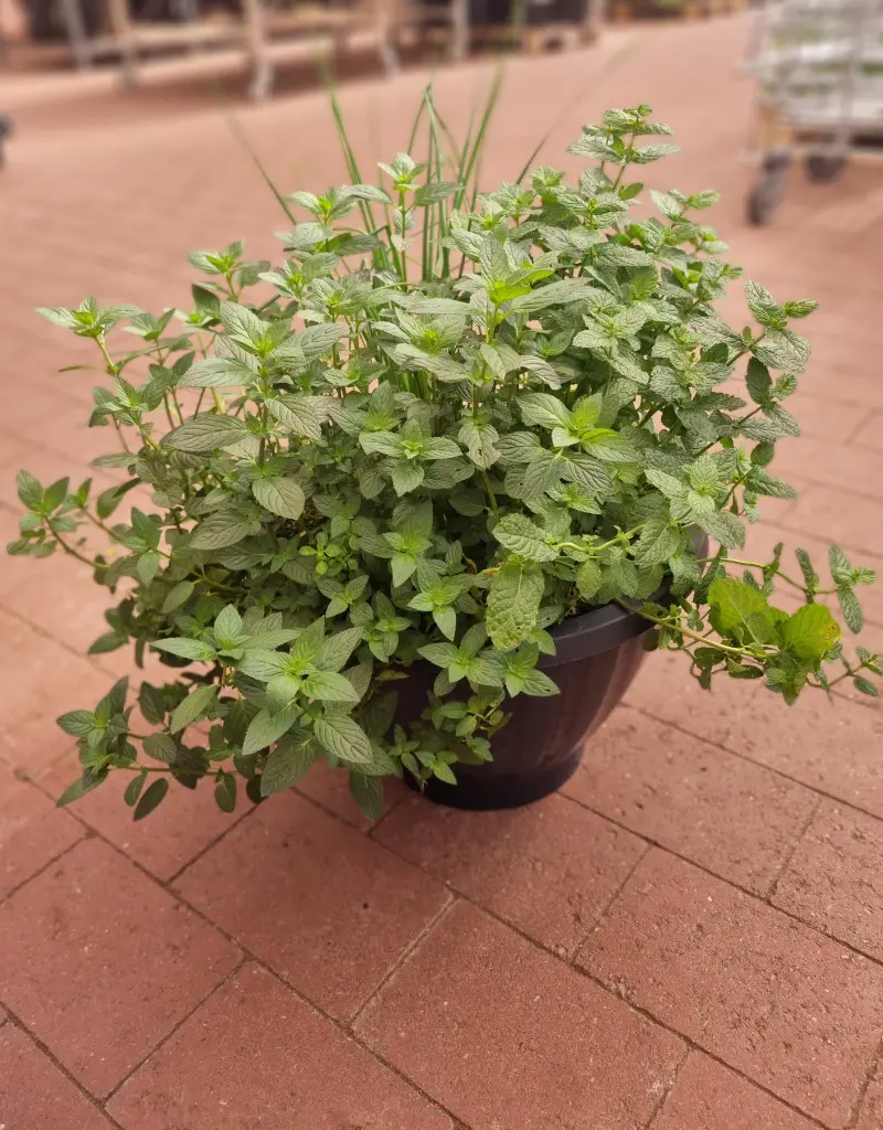 shared image (15).webp