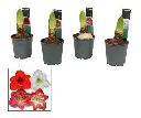 222923_1.webp