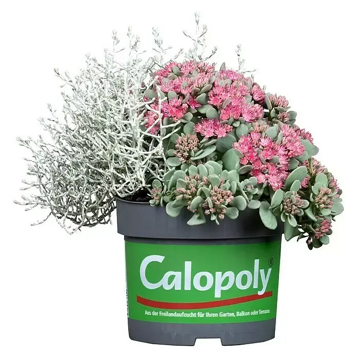 Calopoly 5.webp