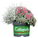 Calopoly 5.webp