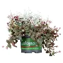 Calopoly 4.webp