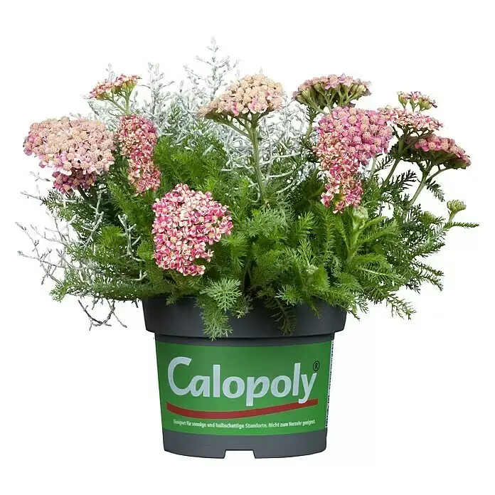 Calopoly 3.webp