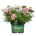 Calopoly 3.webp