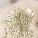 41862_1.webp