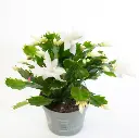 223960_1.webp