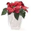 87180182626702.webp
