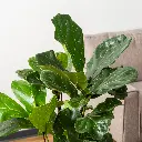 194878_1.webp