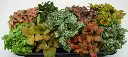 224081_1.webp