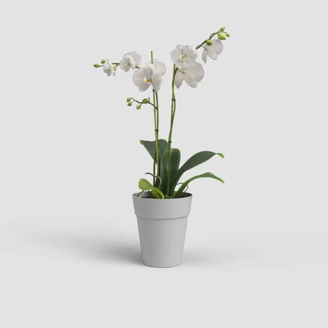 Orhideepott Artevasi Capri d12,5cm hall