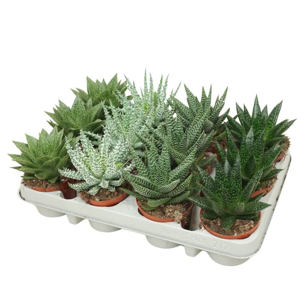 Aaloe mix P8,5/10cm