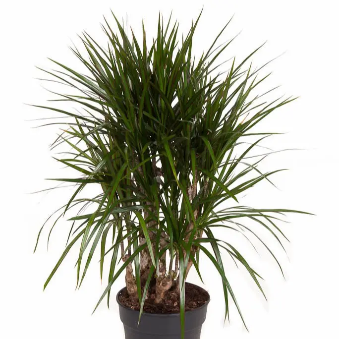 Ääris-draakonipuu P24/120cm