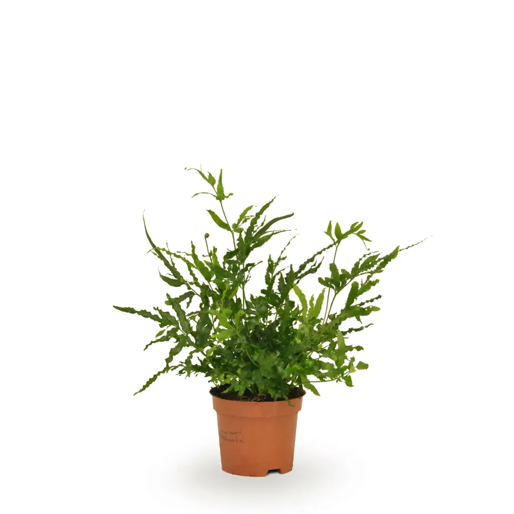 Äärisjalg P12cm
