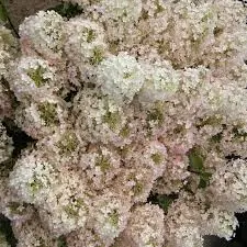 Aedhortensia BOBO C10