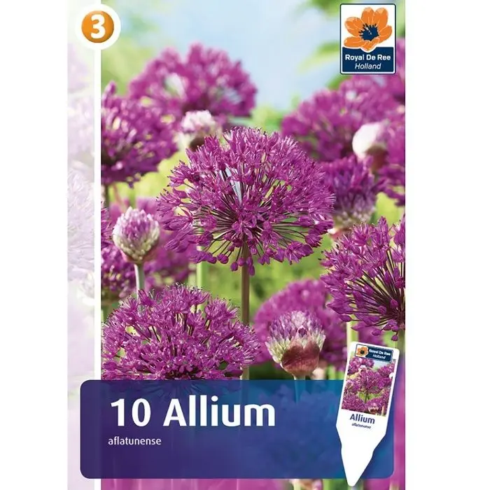 Aflatuni lauk  10tk 10/12