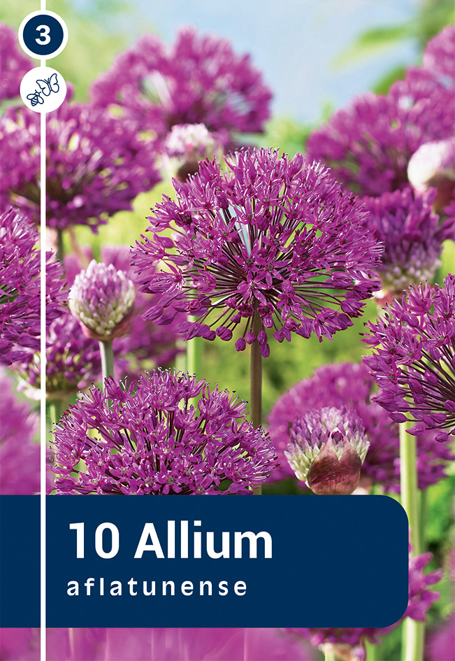 Aflatuni lauk 10tk 10/12