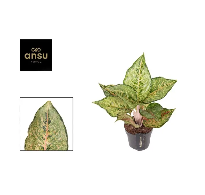 Aglaoneema "Pistachio Pink" P12/30cm