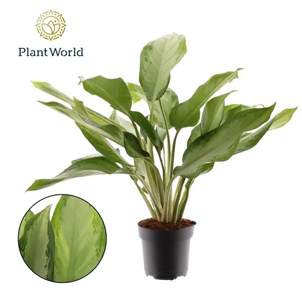 Aglaoneema 'Cleopatra' P17/65cm