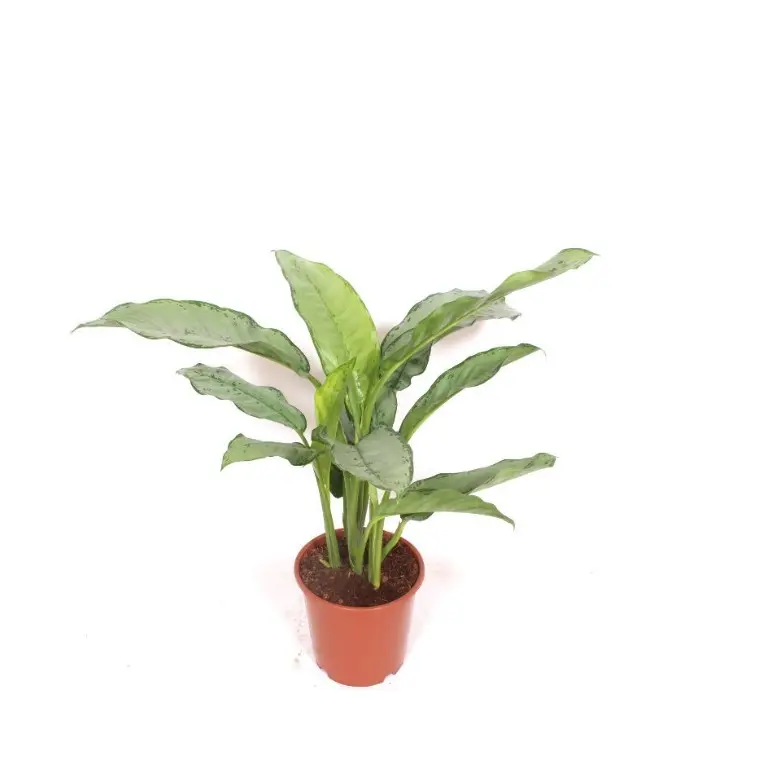Aglaoneema 'B.J.Freedman' P17/65cm 3v