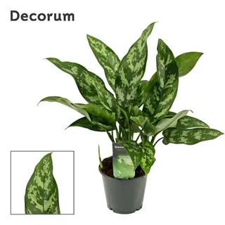 Aglaoneema Maria 14*35cm