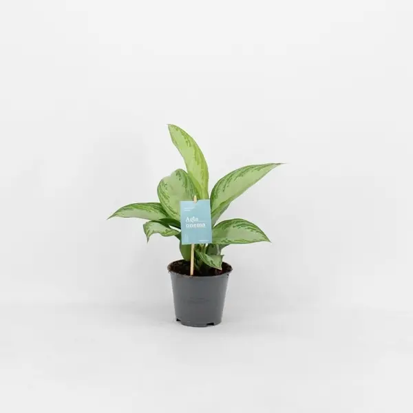 Aglaoneema 'Silver Bay' P11/30cm