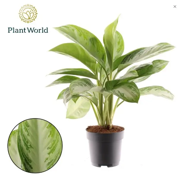 Aglaoneema 'Silver Bay' 40/70