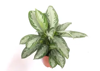 Aglaoneema 'Silver Bay' P19/50cm