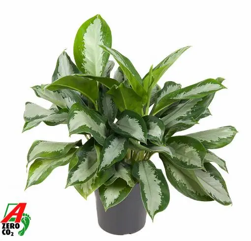 Aglaoneema 'Silver Moon' P24/60cm