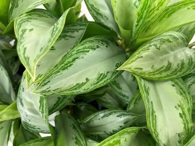 Aglaoneema 'Silver Queen Compact' P13/30cm