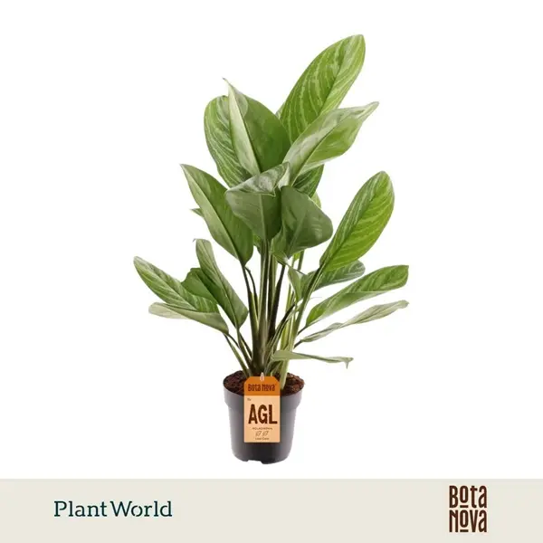 Aglaoneema 'Stripe' P17/55cm