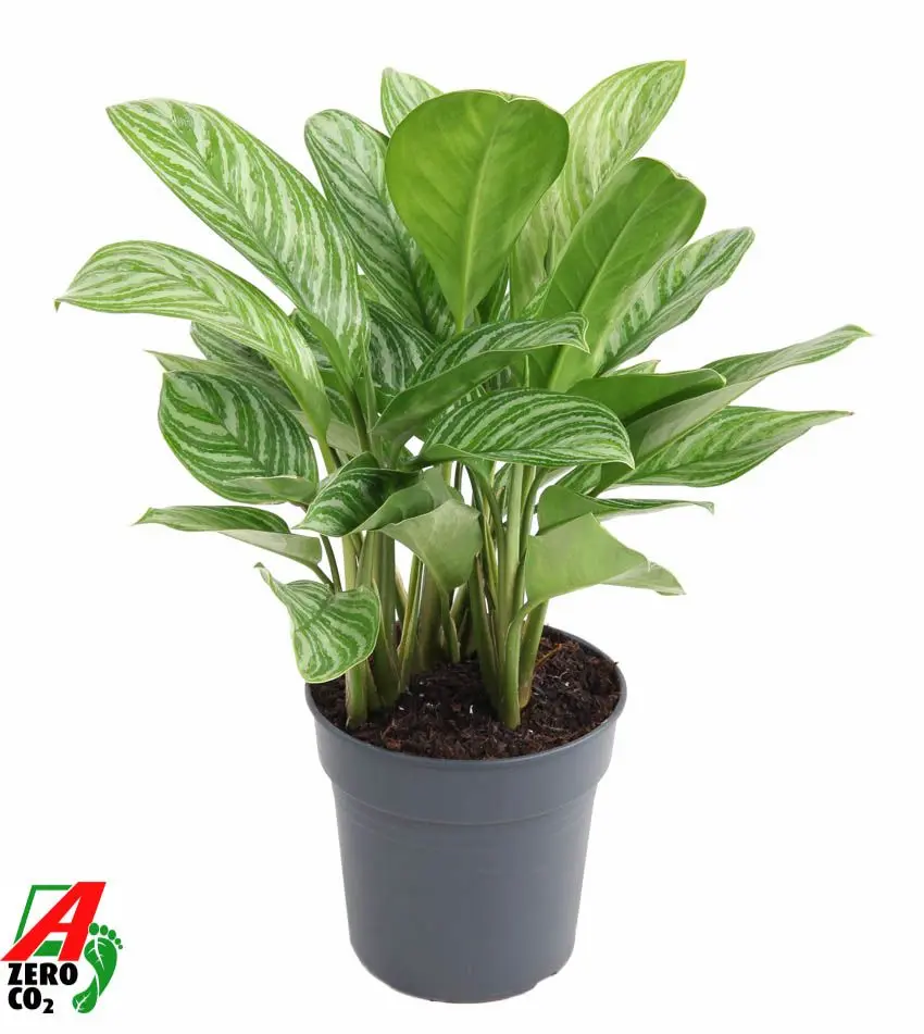 Aglaoneema 'Stripe' P17/55cm