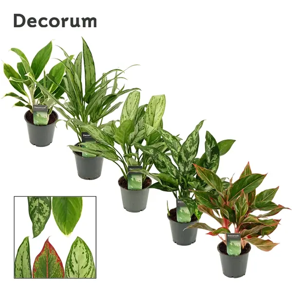 Aglaoneema valik 12/35