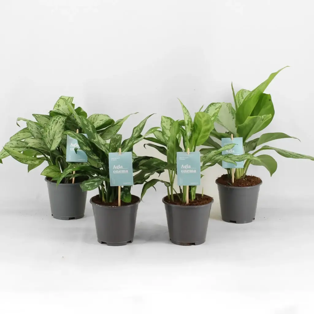 Aglaoneema mix P14/30cm