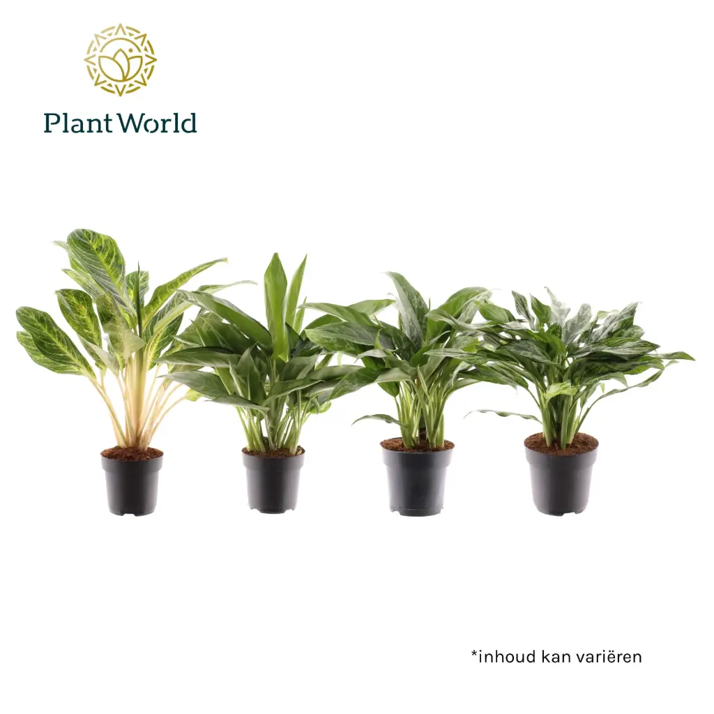 Aglaoneema valik P19/55cm