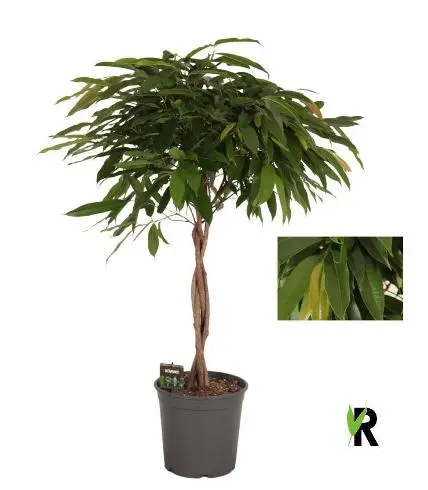 Ahtalehine viigipuu 'Amstel King' spiraal P30/140cm