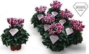 Alpikann 'Odora' mix P10,5cm