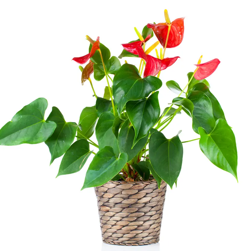 André flamingolill  valik 14Ø 55cm