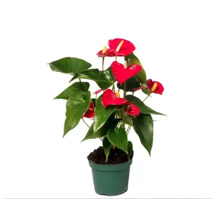 André flamingolill valik P12/40cm