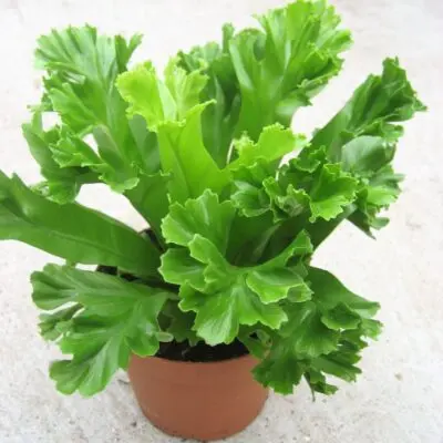 Antiik-raunjalg  Leslie P12/25cm