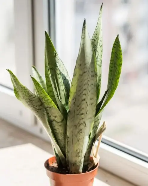 Aubryti havisaba P14/50cm