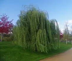 Babüloni remmelgas 'Pendula C7,5 180-200