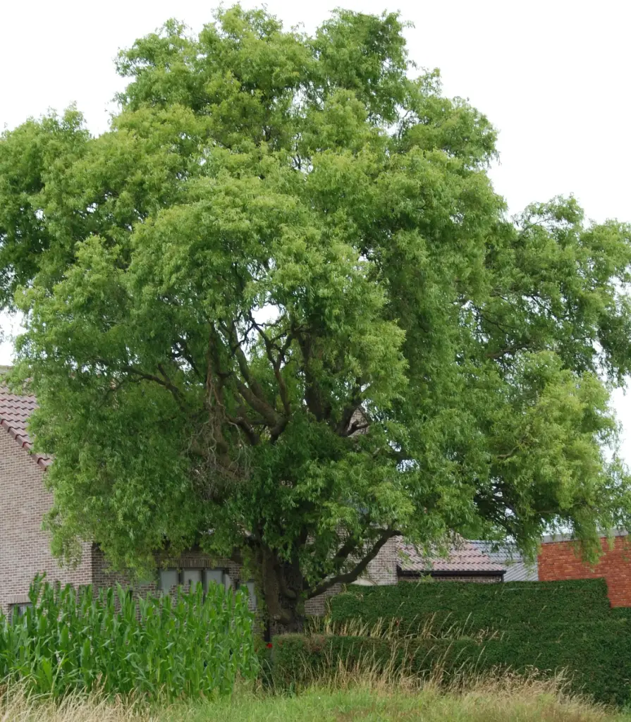 Babüloni remmelgas 'Tortuosa' C5 140-160