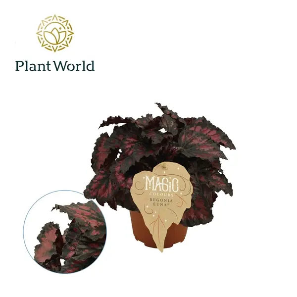 Begonia Magic Colours Etna P12/25cm