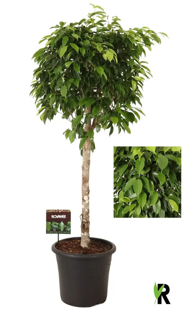 Benj.viigipuu sammas tüvel 30Ø 130cm