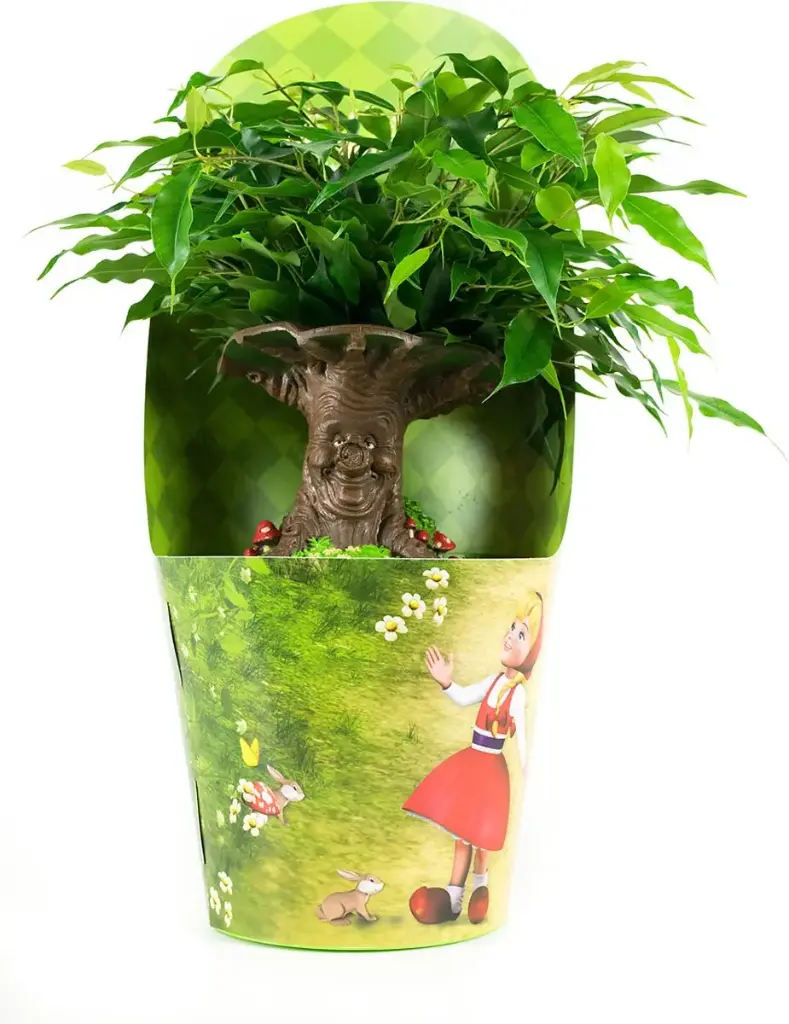 Bensoe-viigipuu 'Green Kinky' P14/35cm