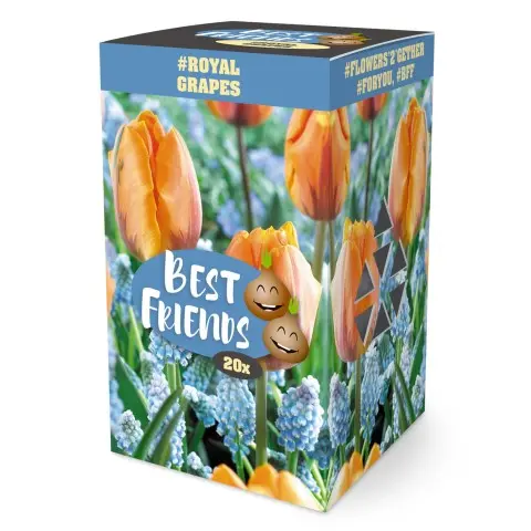 Best Friends Box 'Royal Grapes' mix 20tk