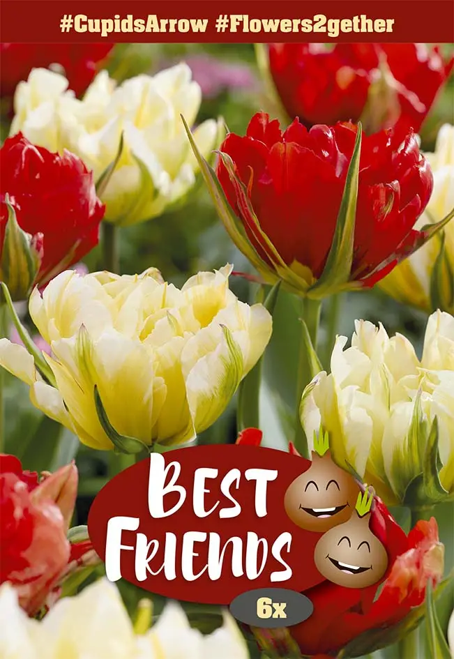 Best Friends 'Cupid's Arrow' mix 6tk